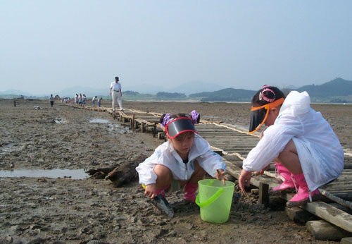 생생한 체험학습 공간으로 갯벌만한 곳이 없다. 갯벌체험은 이것의 생성과 변화 등을 직접 눈으로 보고 오진 손 맛도 느낄 수 있다. 사진은 침목 탐방로가 설치돼 있는 함평 돌머리갯벌체험장. 